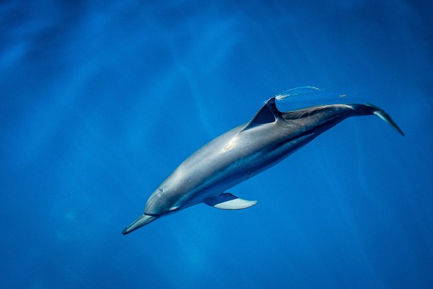 Dolphin Glide